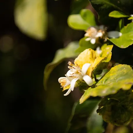 Casa Nicoletta 펜션 *